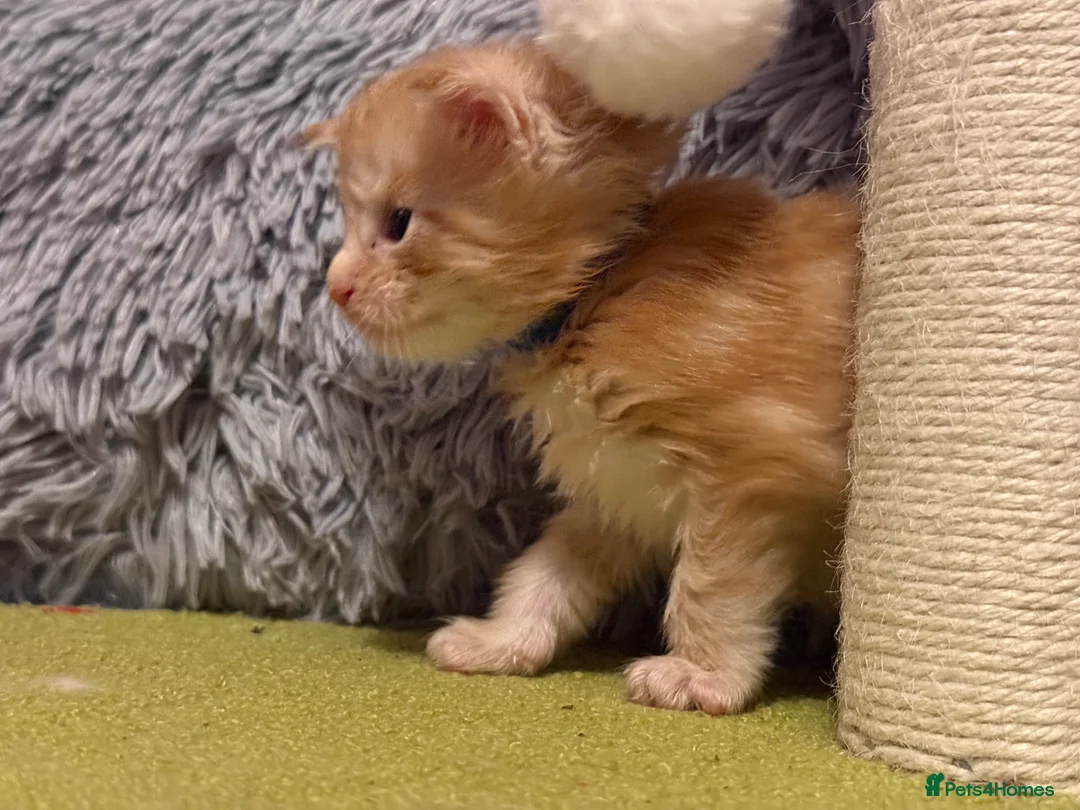 Maine Coon cats for sale: Maine coon kittens reds stunning pedigree’s  - Advert 28