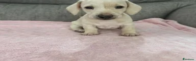Miniature Dachshund 3