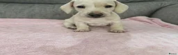Miniature Dachshund dogs for sale: Beautiful Miniature Puppies in Portsmouth - Advert 4