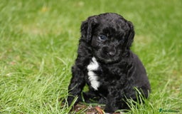 Cavapoo dogs for sale: Cavapoo  - Image 17