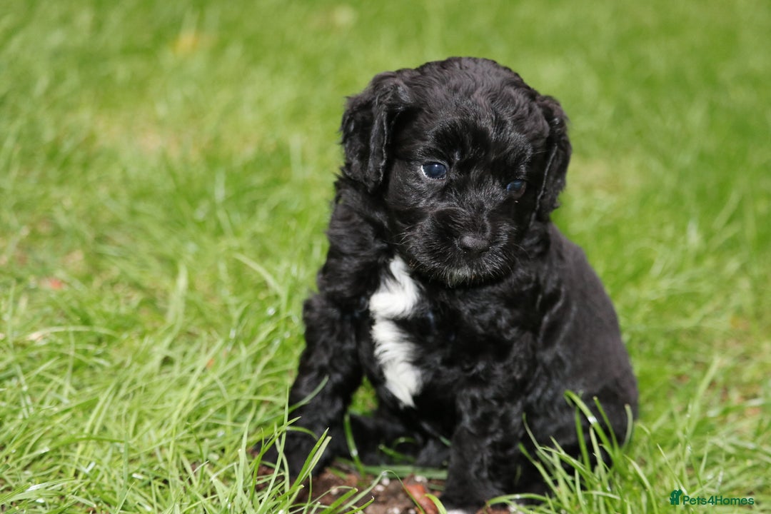 Cavapoo dogs for sale: Cavapoo  - Image 17