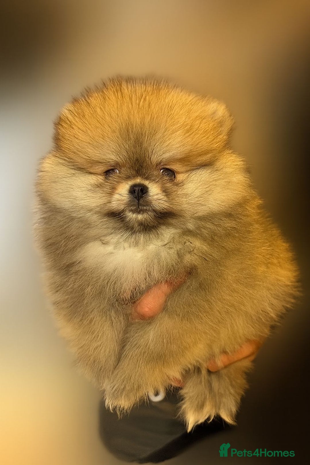 Pomeranian dogs for sale: KC registered small Pomeranians - Advert 3