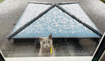 Russian Blue cats ***Gorgeous TICA Russian Blue Kitten Girl*** - Advert 1