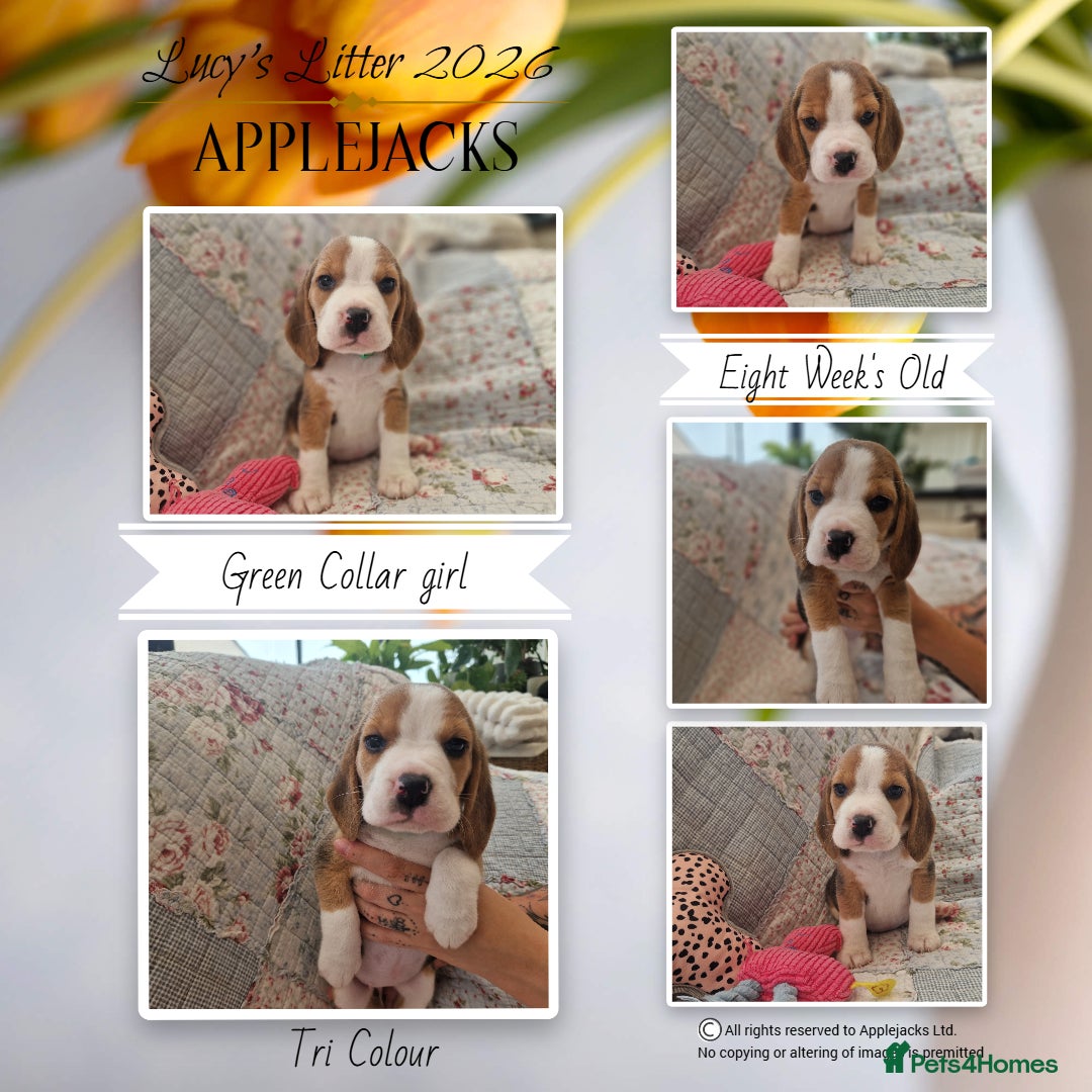 Beagle dogs for sale: Pedigree Champion bred Beagle puppies.  - Advert 7