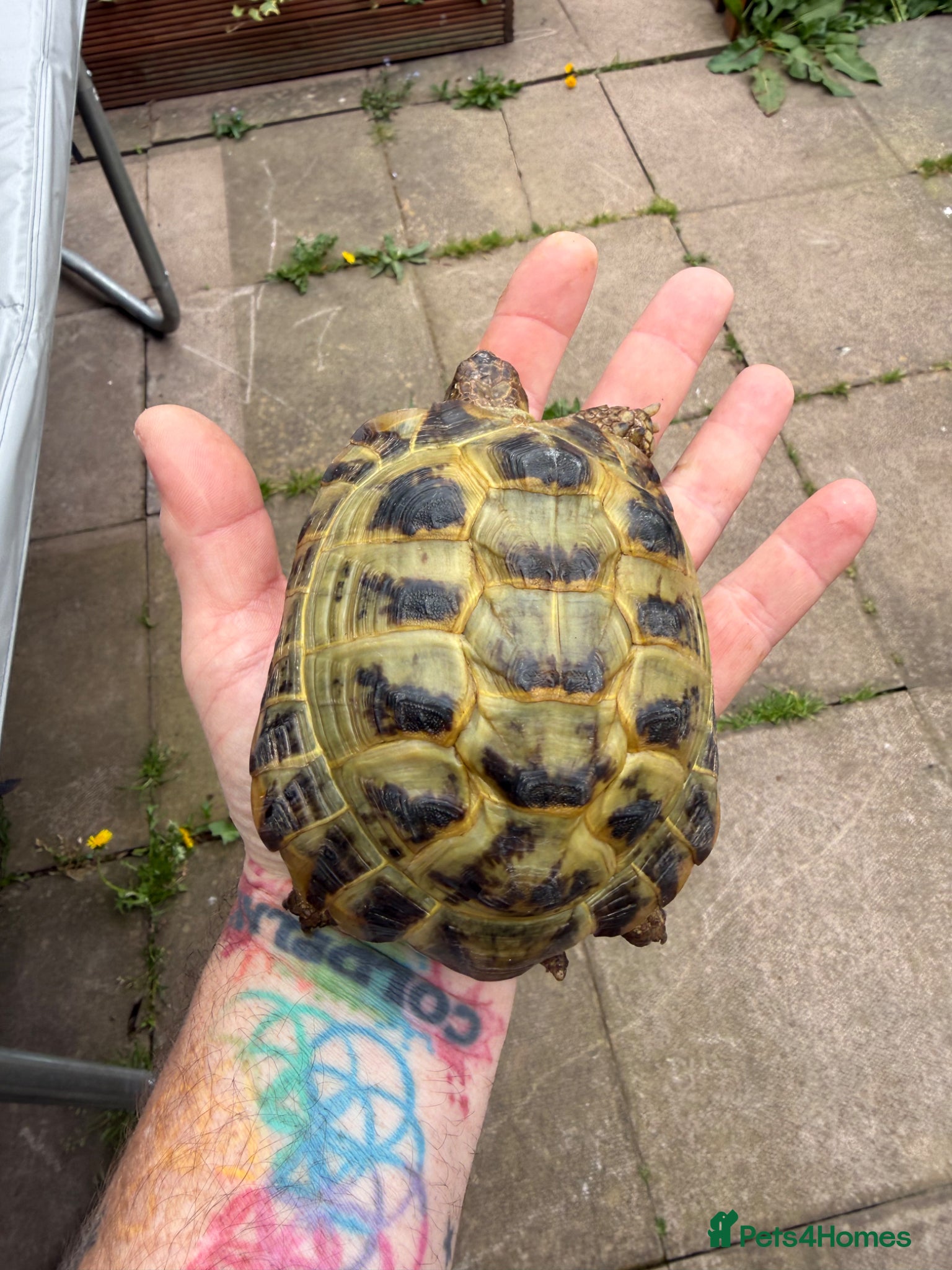 Tortoise reptiles 6 year old adult male Horsfield Tortoise - Advert 15