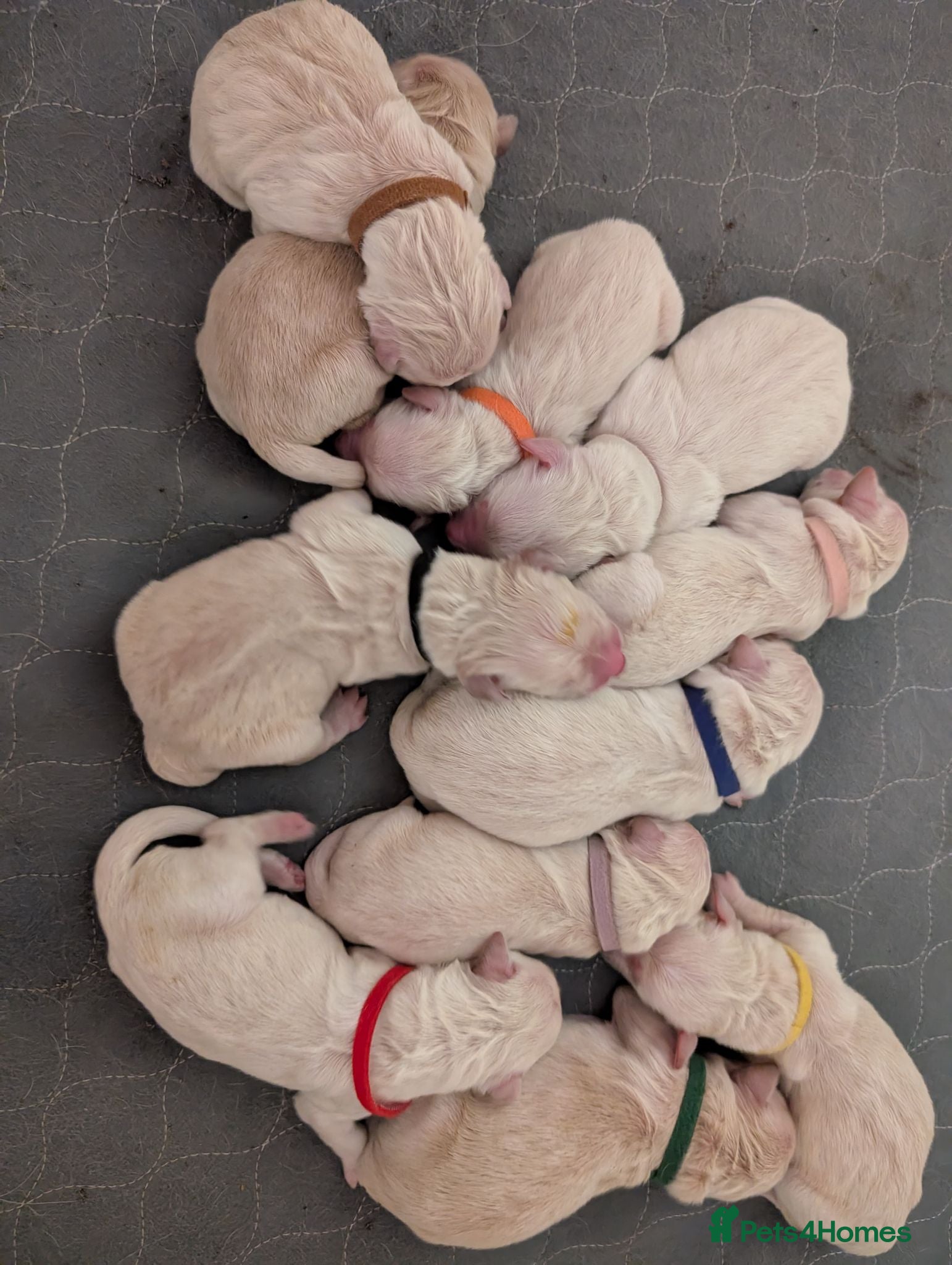 Golden Retriever dogs Fully Health tested Golden Retriever Pups - Advert 2