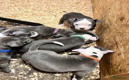 Staffordshire Bull Terrier dogs for sale:  ❤️ Beautiful Staffordshire puppies 🐶 - Advert 13