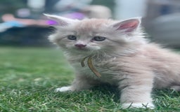 Maine Coon cats for sale: TICA REGISTERED champion Mainecoon kittens in Tring - Image 15