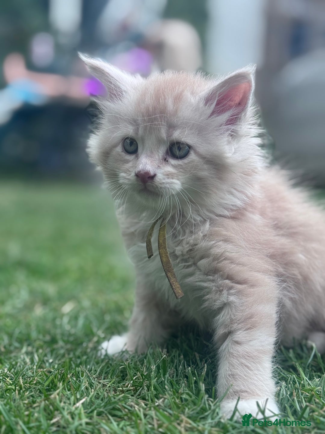 Maine Coon cats for sale: TICA REGISTERED champion Mainecoon kittens in Tring - Image 15