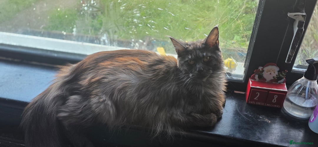 Maine Coon cats for sale: Beautiful Maine Coon Kittens Available - Advert 7