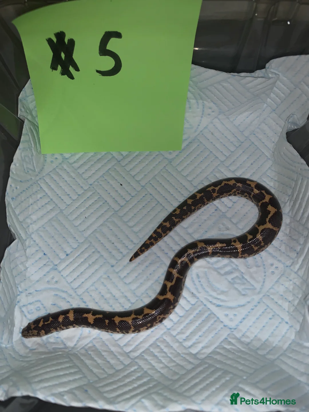 Boa Snake reptiles for sale: Kenyan sand boas for sale Essex  - Advert 5