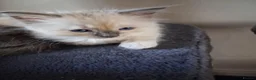 Ragdoll cats for sale: CUTE BLUE C/P RAGDOLL KITTENS  - Advert 9