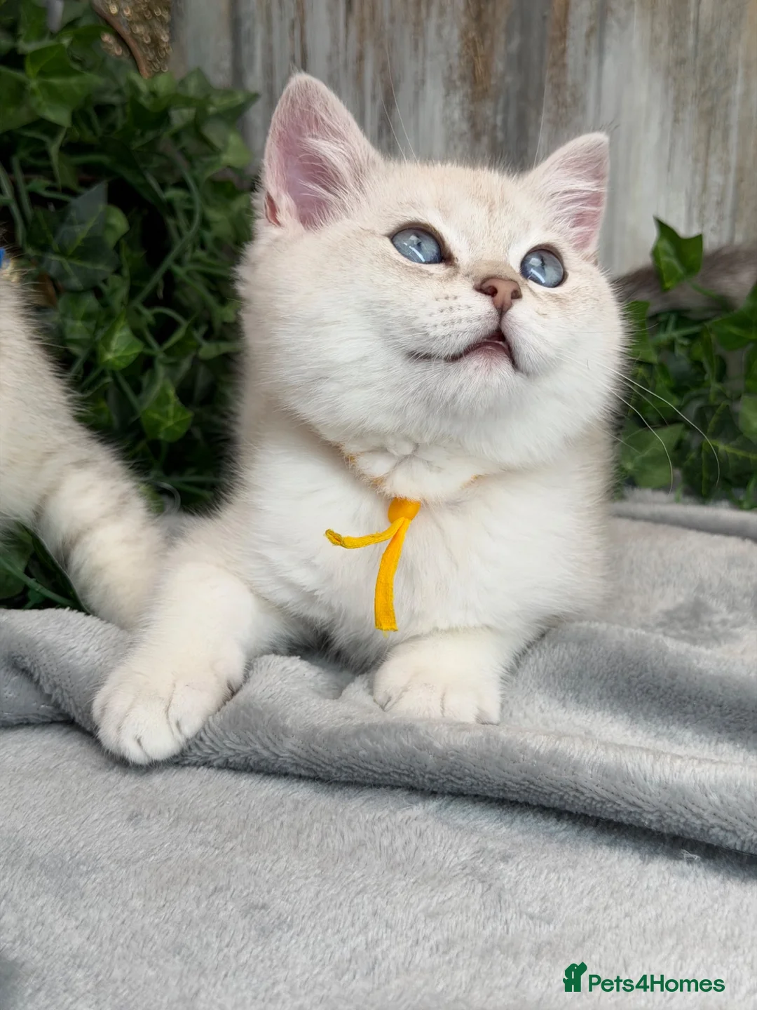 British Shorthair cats for sale: British sh golden point adorable boy left TICA - Advert 1