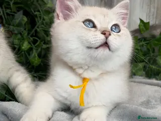 British Shorthair cats British sh golden point adorable boy left TICA - Advert 3