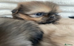 Shih Tzu dogs for sale: KC Shihtzu pups  - Image 24