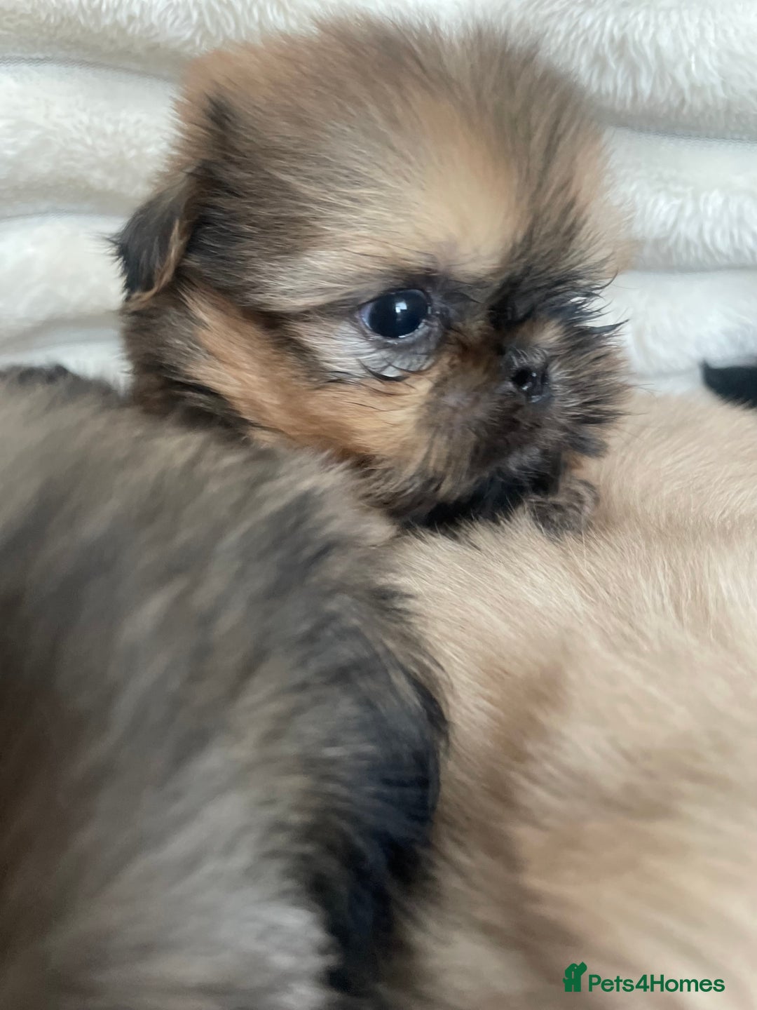 Shih Tzu dogs for sale: KC Shihtzu pups  - Image 24