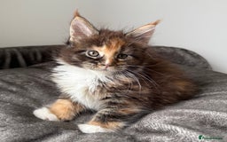 Maine Coon cats for sale: Last boy left💙 Photo update . - Image 5