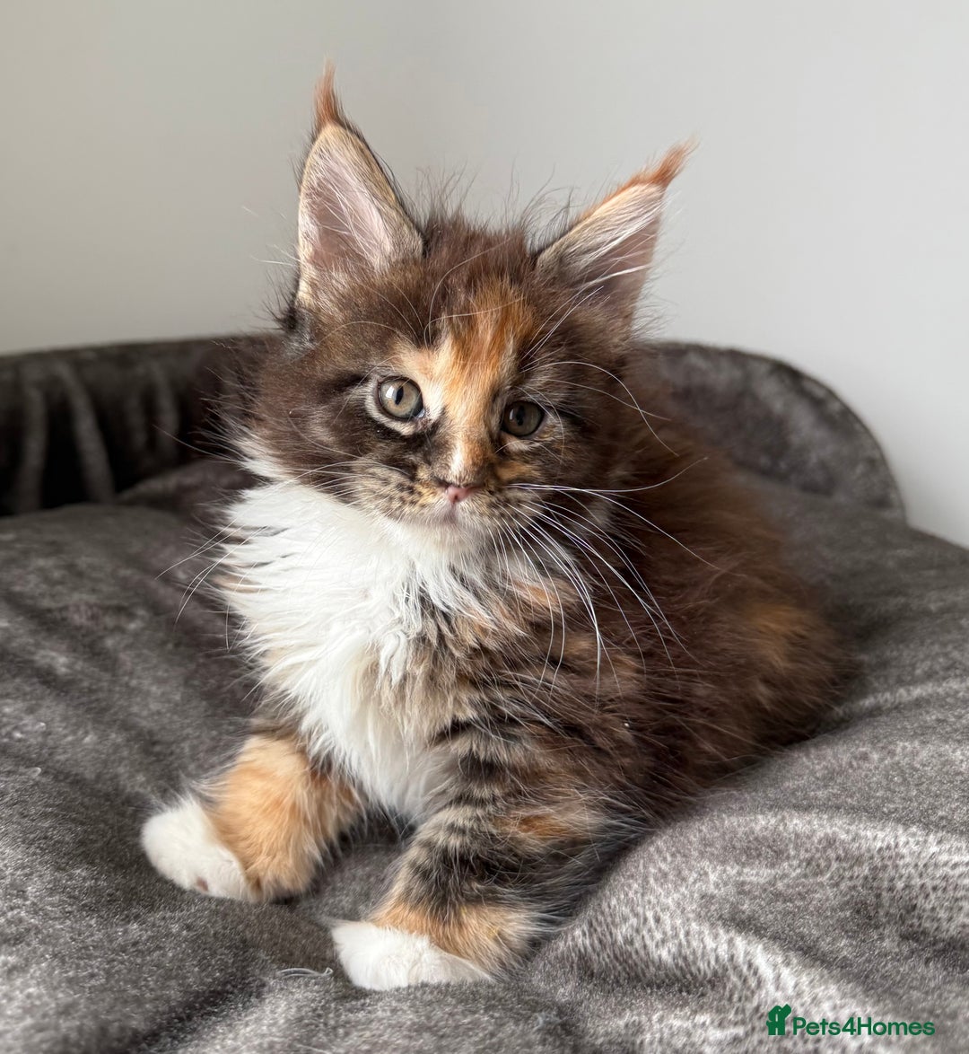 Maine Coon cats for sale: Last boy left💙 Photo update . - Image 5