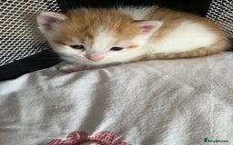 Domestic Shorthair cats for sale: Litter of 9 Beautiful Kittens - Image 18
