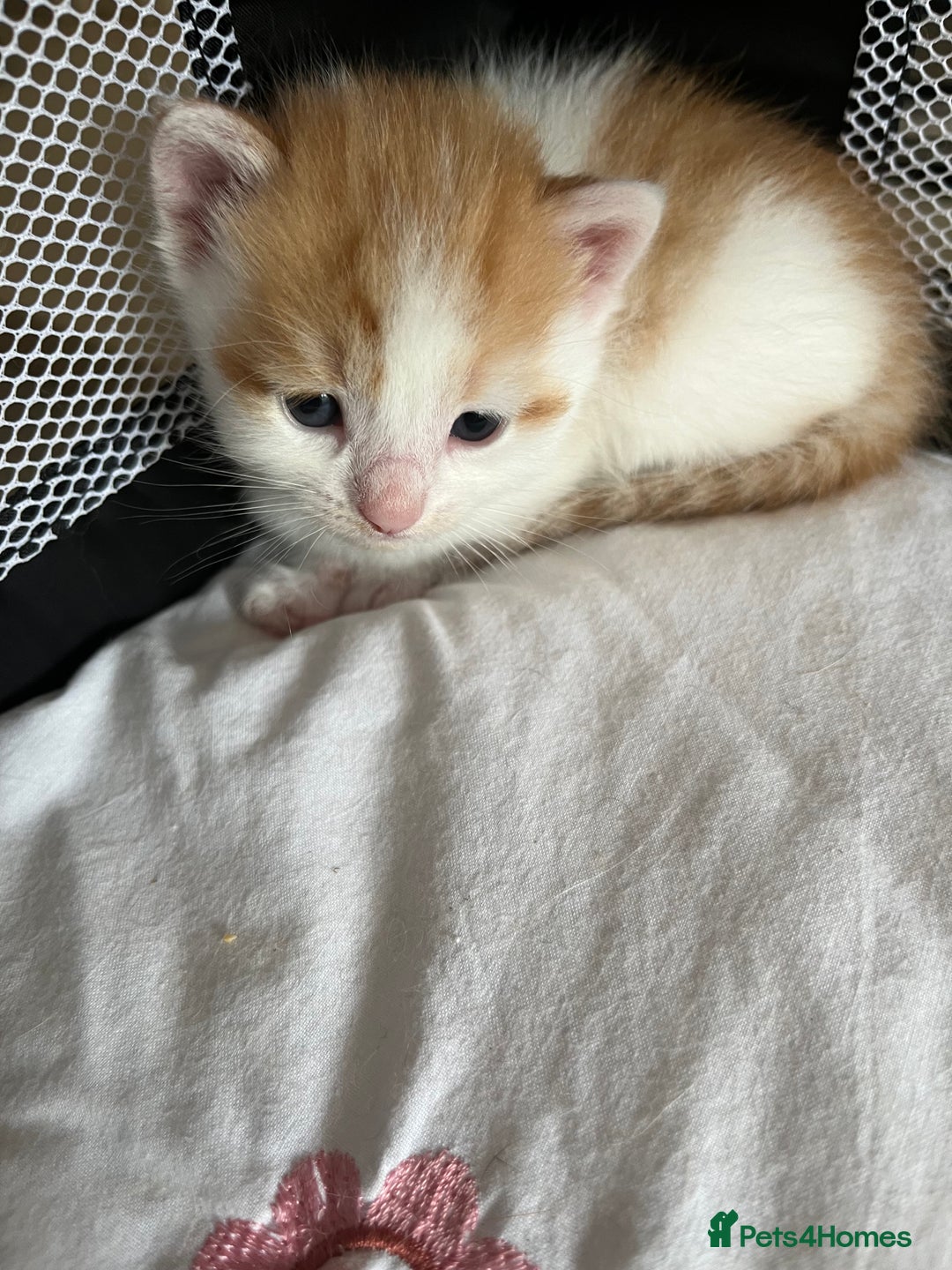 Domestic Shorthair cats for sale: Litter of 9 Beautiful Kittens - Image 18