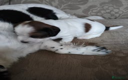 Mixed Breed dogs for sale: 2 Gorgeous male cocker Bassett x Shichon pups  - Image 5