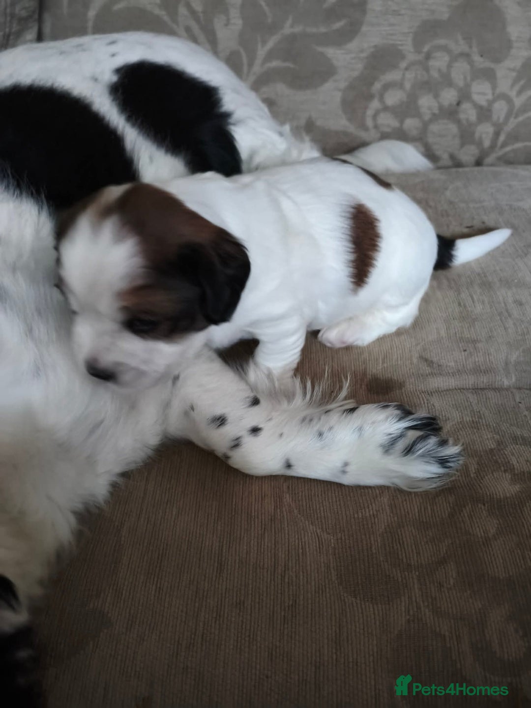 Mixed Breed dogs for sale: 2 Gorgeous male cocker Bassett x Shichon pups  - Image 5