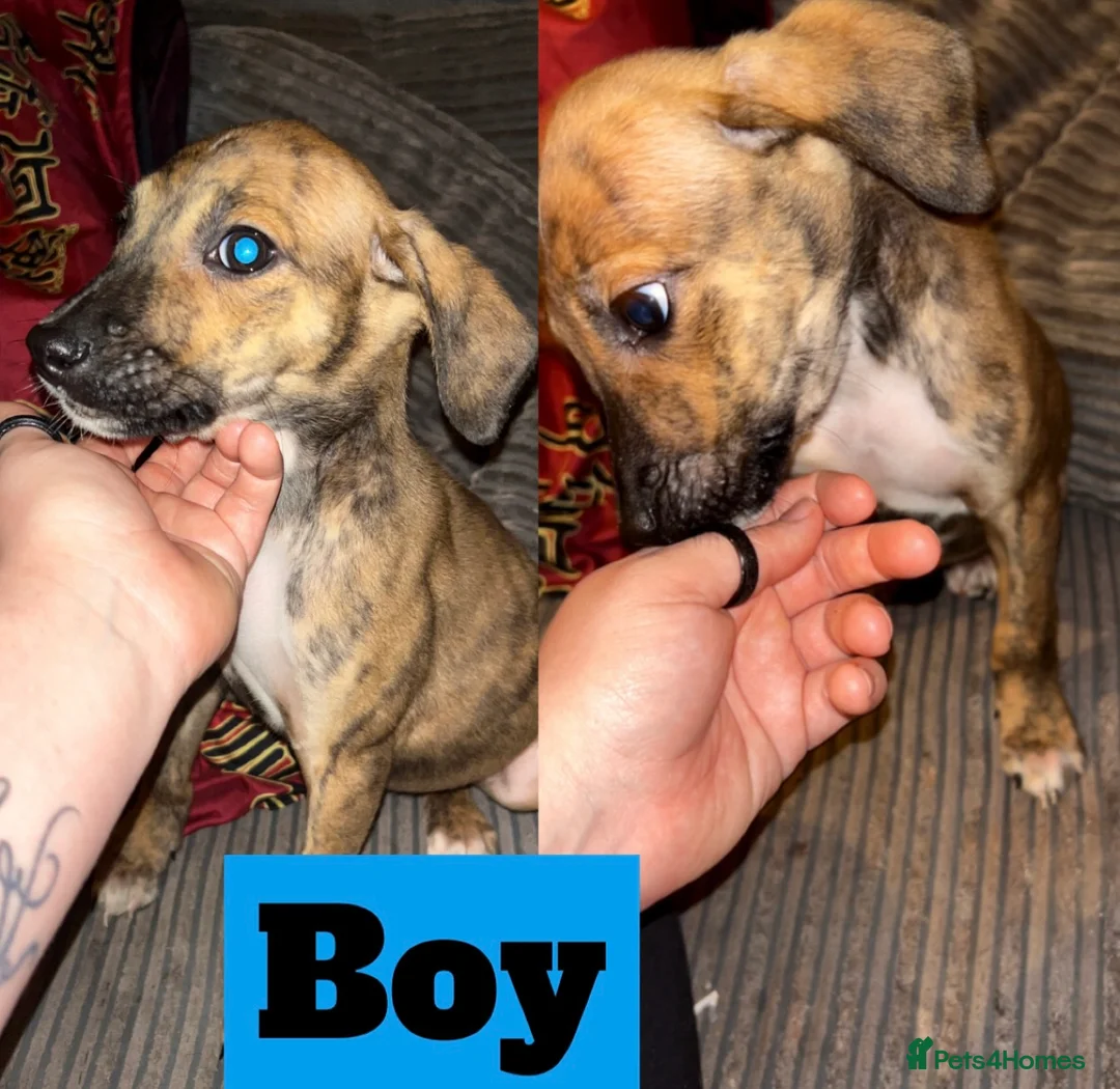 Mixed Breed dogs for sale: BullStaff Lurchers 11 weeks old ready to Be homed  in Brentford - Advert 2