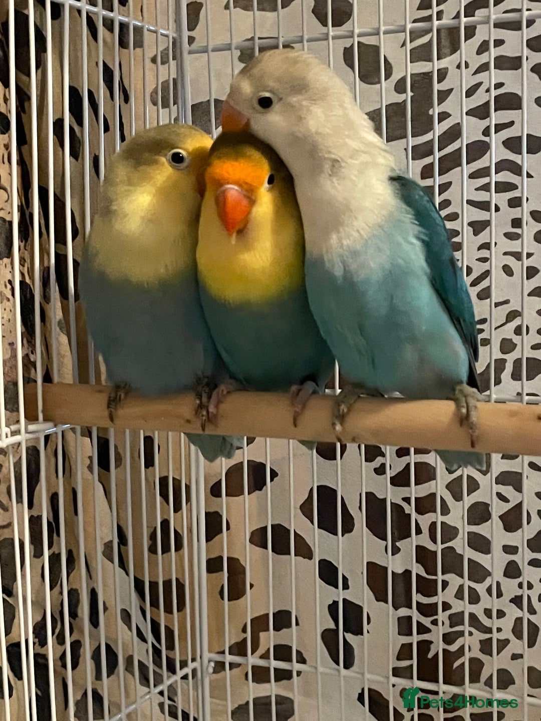 Lovebirds birds for sale: Beautiful babies so cute and beautiful colors  - Advert 7