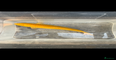 Koi Carp fish - Advert 1