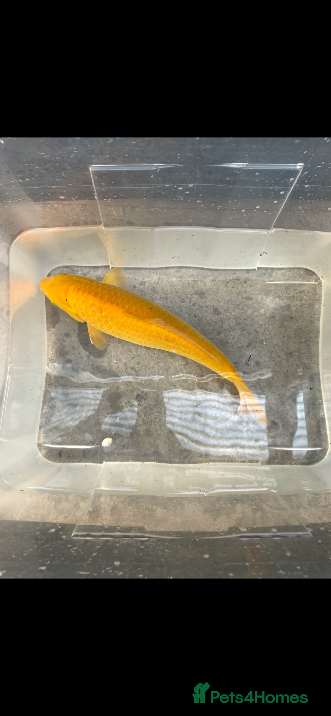 Koi Carp fish for sale: 💥QUALITY KOI CARP COLOURFUL NICE SELECTION💥 - Image 2
