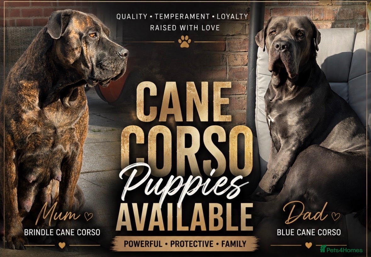 Cane Corso dogs for sale: Cane corso pups 🐾 - Advert 1