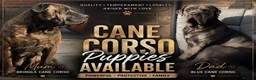 Cane Corso dogs for sale: Cane corso pups 🐾 - Advert 1