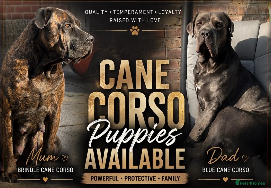 Cane Corso dogs for sale: Cane corso pups 🐾 - Advert 1