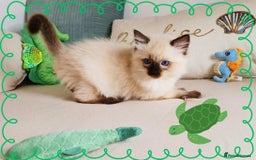 Ragdoll cats for sale: Top-Quality Pedigree Ragdoll Kittens - 3 AVAILABLE - Image 28