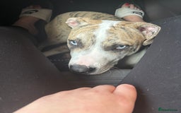 American Bulldog dogs for sale: 1 year old American bulldog  - Advert 11