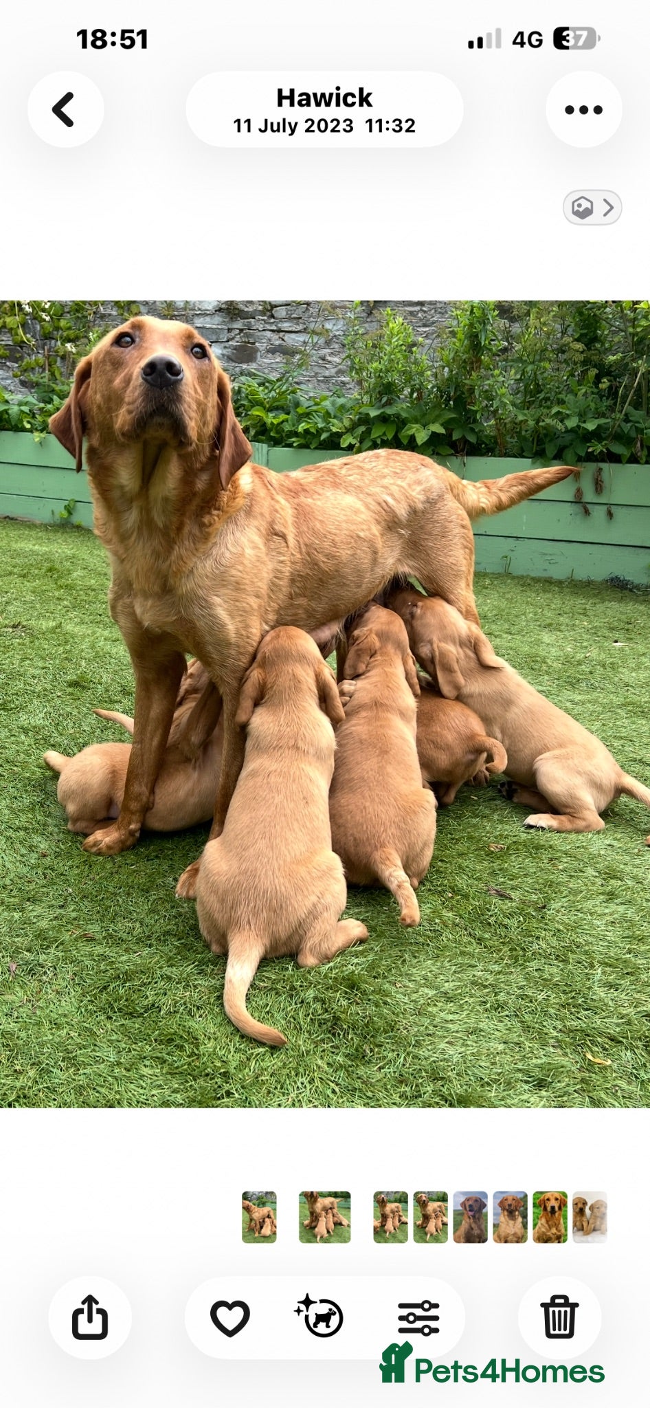 Labrador Retriever dogs kC reg fox red labs FTCH sired - Advert 2