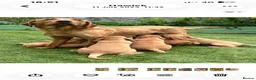 Labrador Retriever dogs for sale: kC reg fox red labs FTCH sired - Advert 7