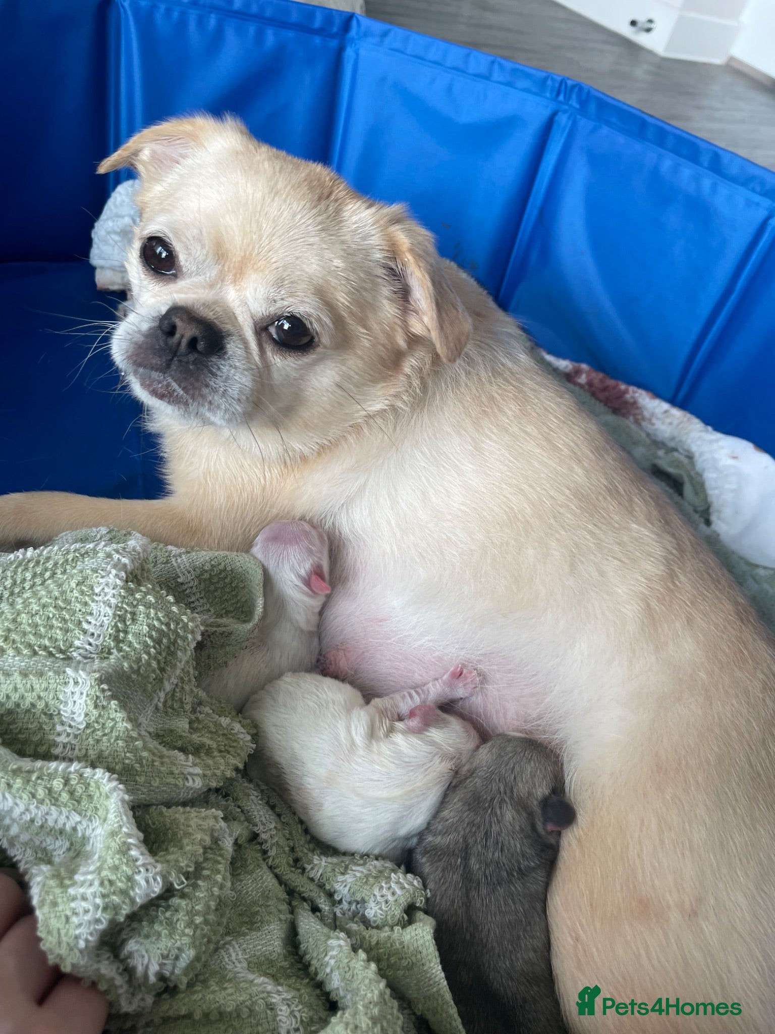 Mixed Breed dogs Beautiful Chihuahua Cross Puppies - Advert 2