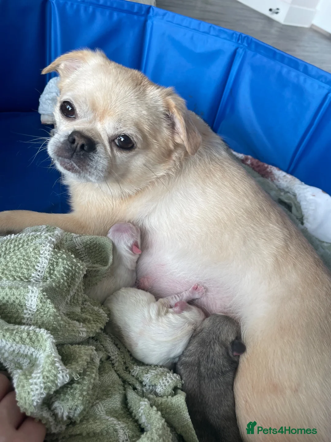 Mixed Breed dogs for sale: Beautiful Chihuahua Cross Puppies - Advert 1