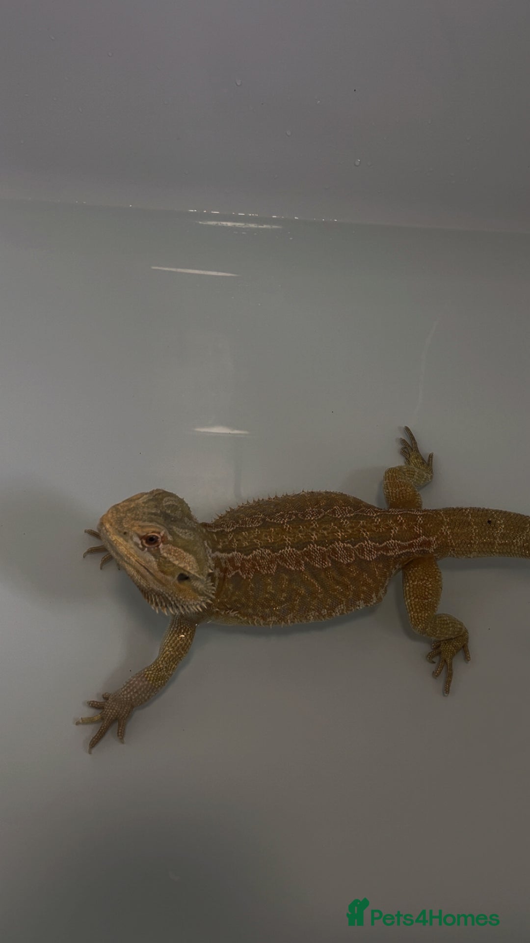 Bearded Dragon reptiles for sale: Bearded dragon with setup for (urgent) sale - Advert 4