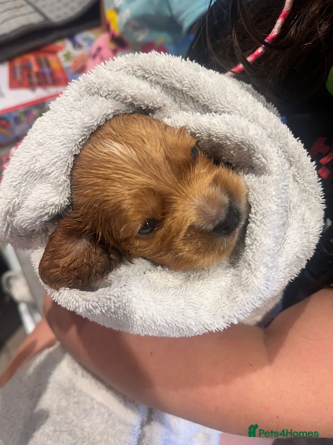 Cocker Spaniel dogs for sale: Beautiful cocker spaniel puppies - Image 7
