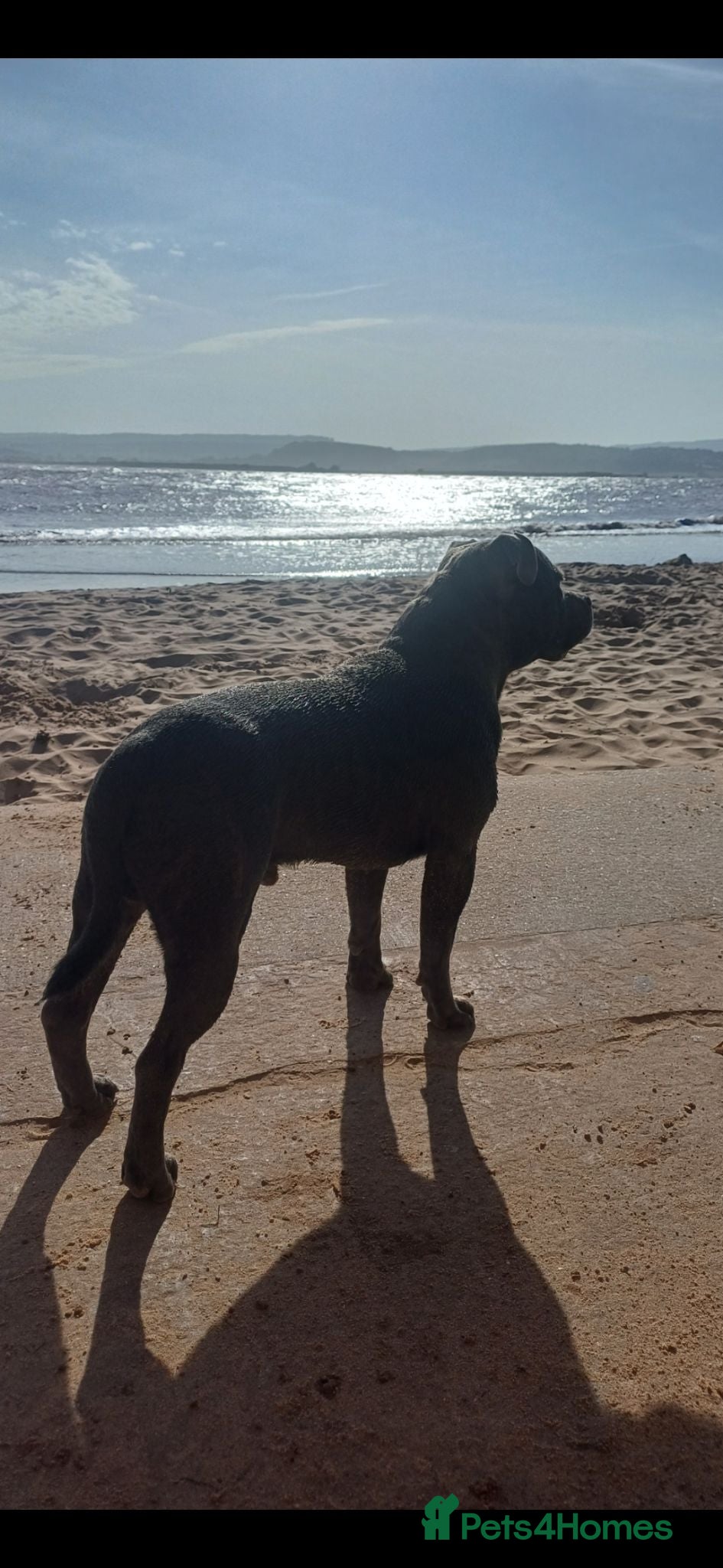 Staffordshire Bull Terrier dogs Zeus for stud, stunning fully kc blue staffy boy  - Advert 14