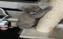 Scottish Fold cats for sale: Scottish fold kittens for sale  - Image 2