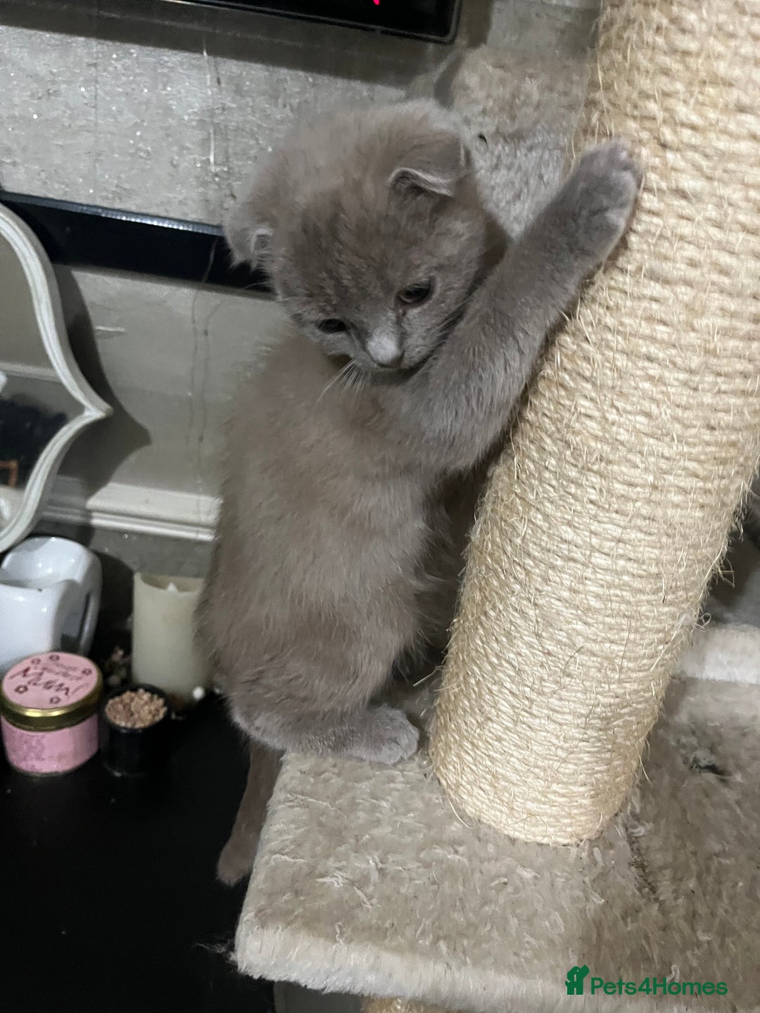 Scottish Fold cats for sale: Scottish fold kittens for sale  - Image 2