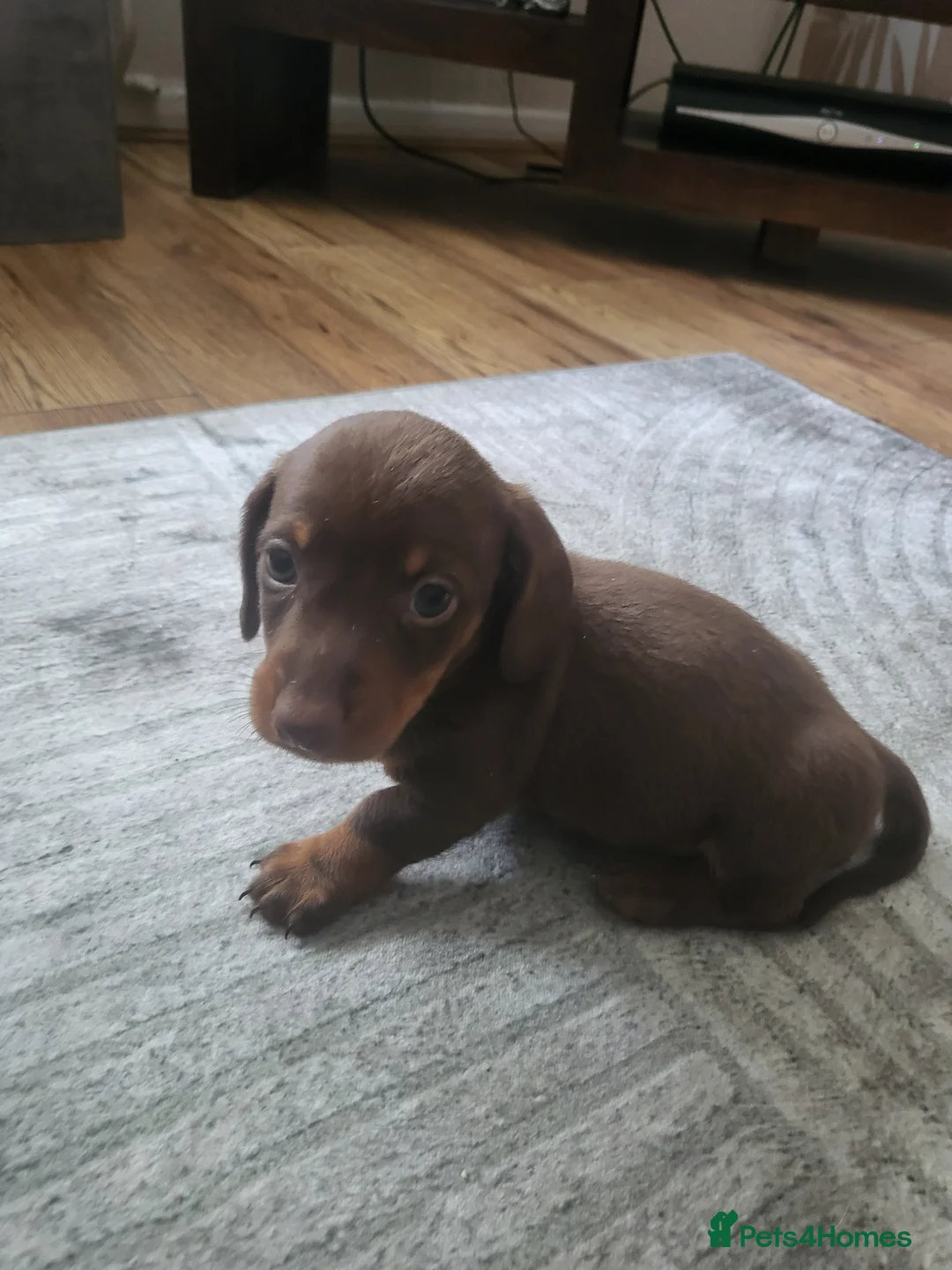 Miniature Dachshund dogs for sale: Minuture Dachsund female - Advert 2