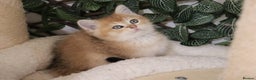 British Shorthair cats for sale: Stunning Champion Bloodlines kittens  - Advert 14