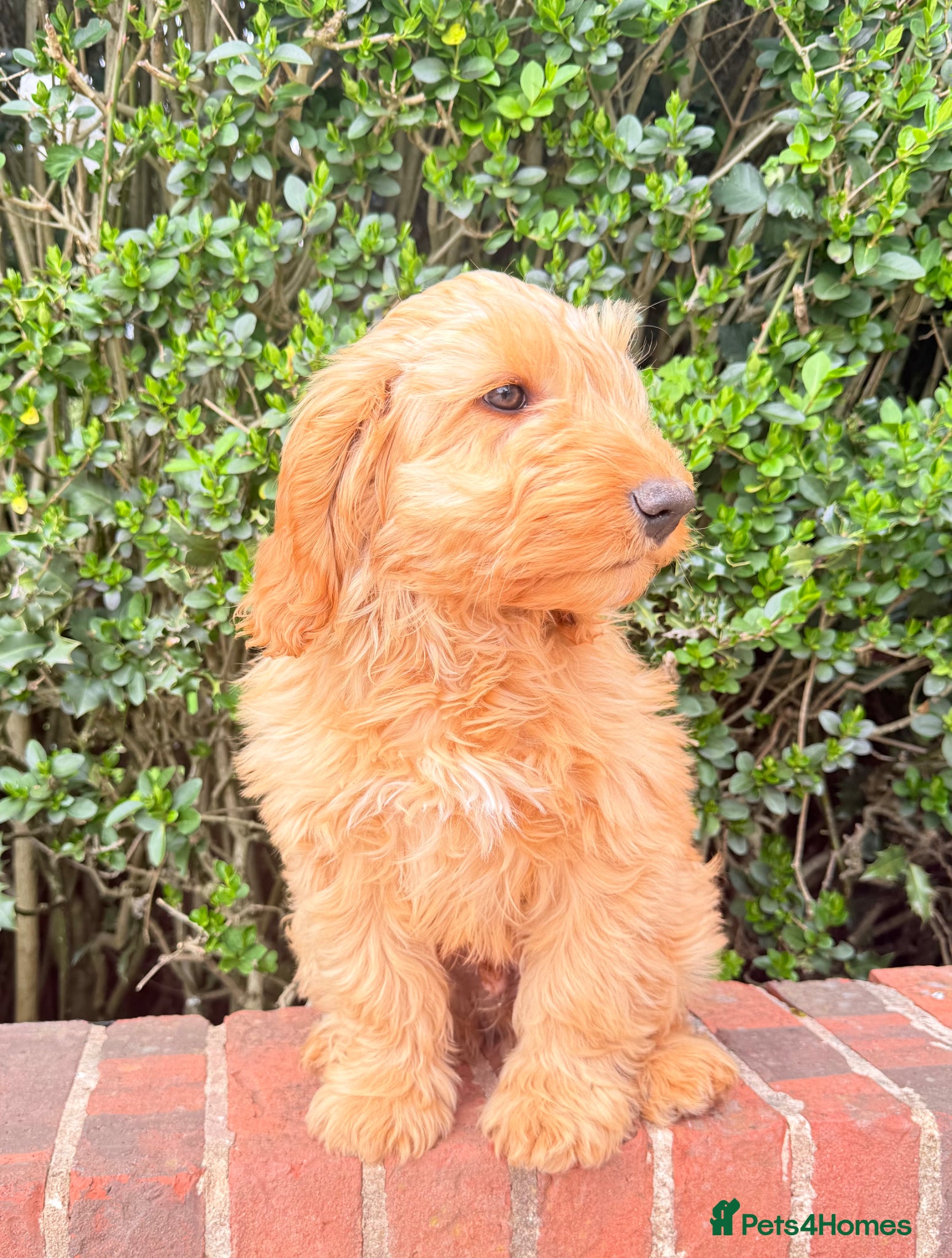 Australian Labradoodle dogs Australian labradoodle *READY NOW* LAST BOY - Advert 6