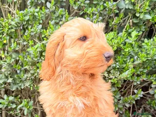 Australian Labradoodle dogs Australian labradoodle *READY NOW* LAST BOY - Advert 6