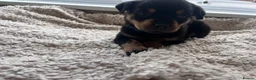 Rottweiler dogs for sale: Beautiful Rottweiler Pups  - Advert 27