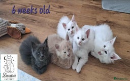 Maine Coon cats for sale: Adorable Purebred Maine Coon Kittens–GCCF/Pedigree - Image 1